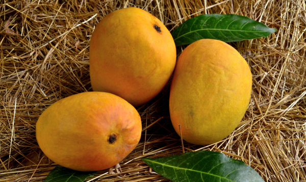 Mango Export